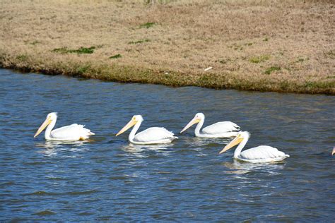 pelicans el paso texas